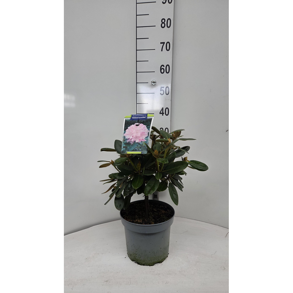 Rhododendron (Y) 'Silberwolke'.