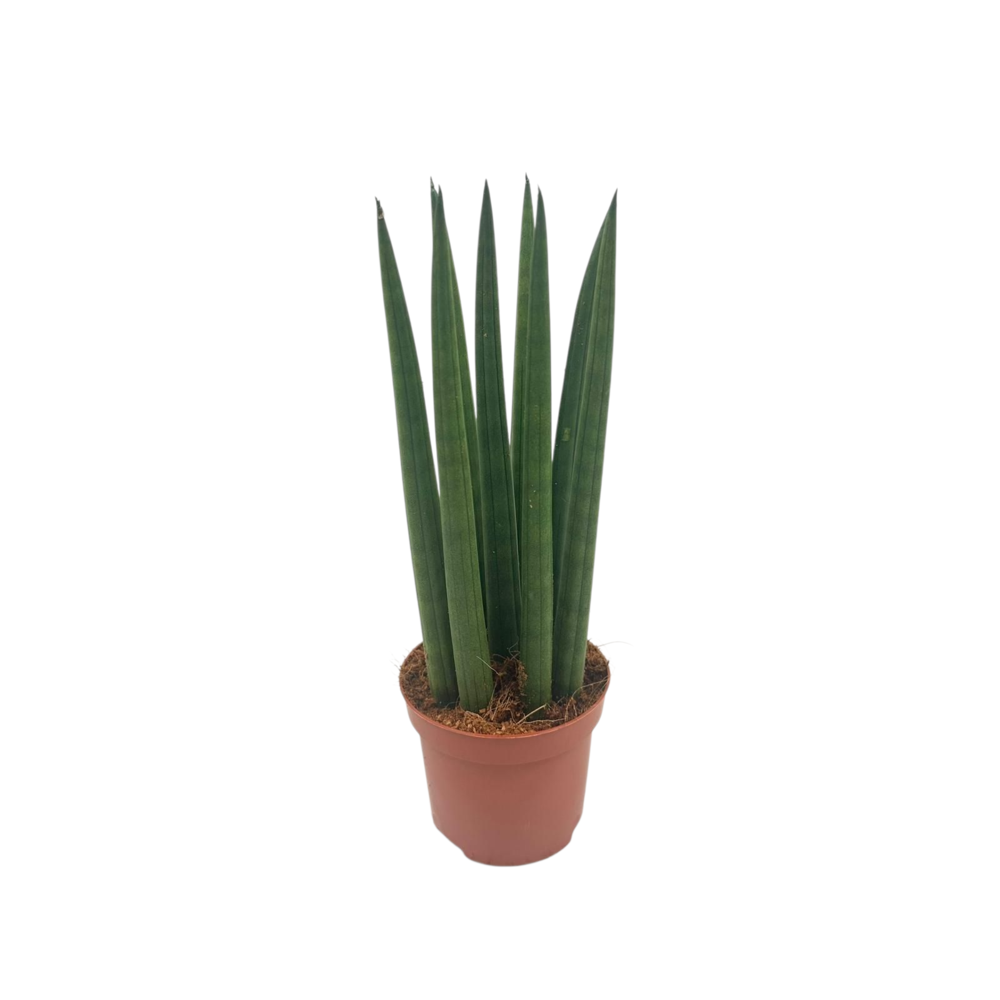 Sansevieria Cylindrica straight 9 cm.