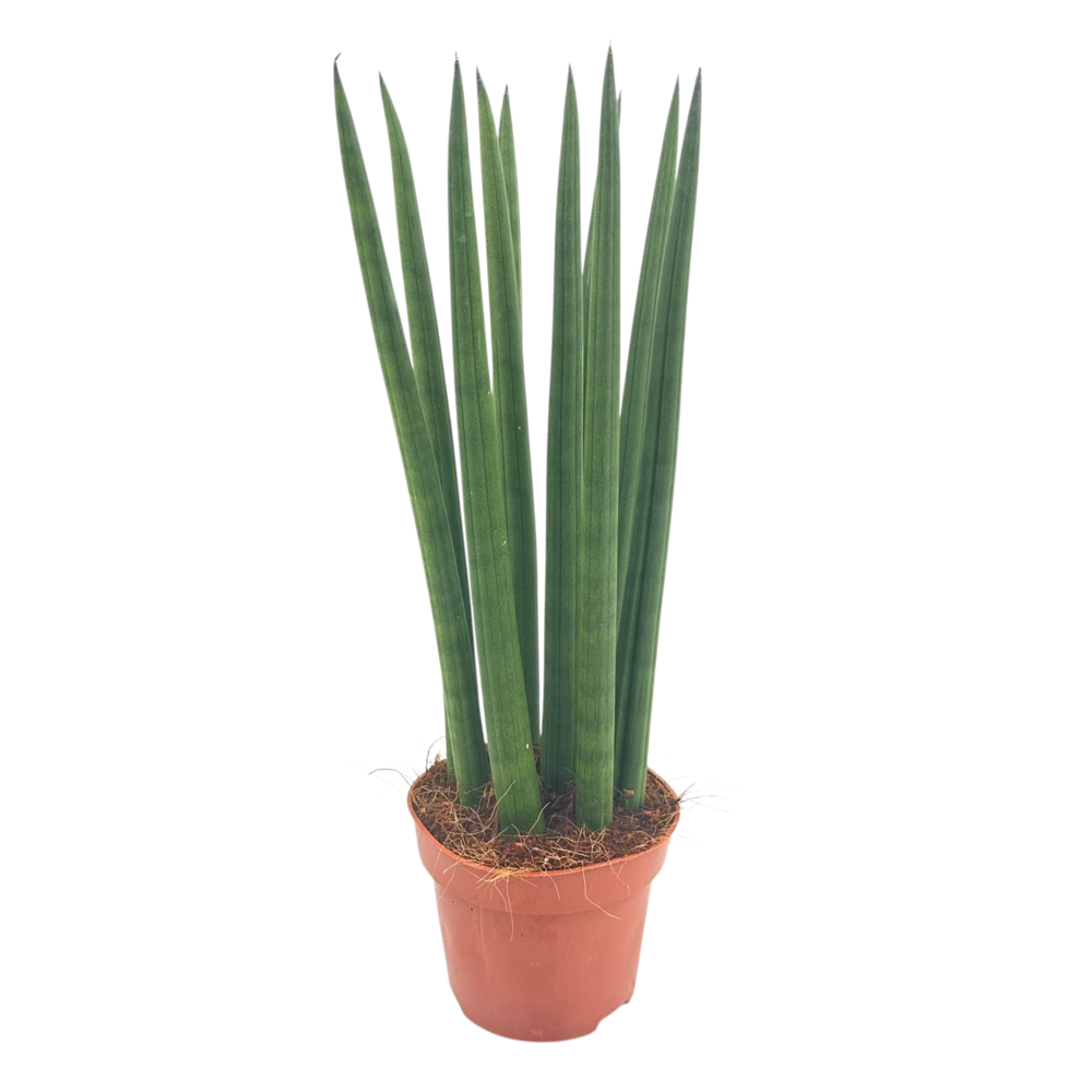 Sansevieria Cylindrica straight 12 cm.