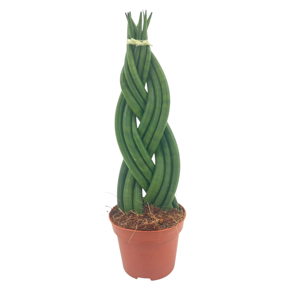 Sansevieria Cylindrica Braided 9 cm.