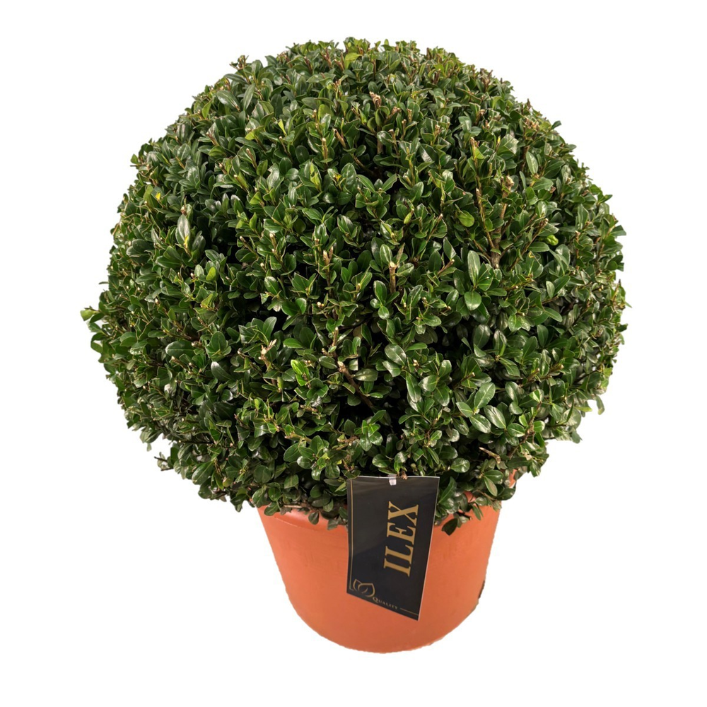 Ilex crenata 'Caroline Upright' Bol p42(z) 60-+ ©.