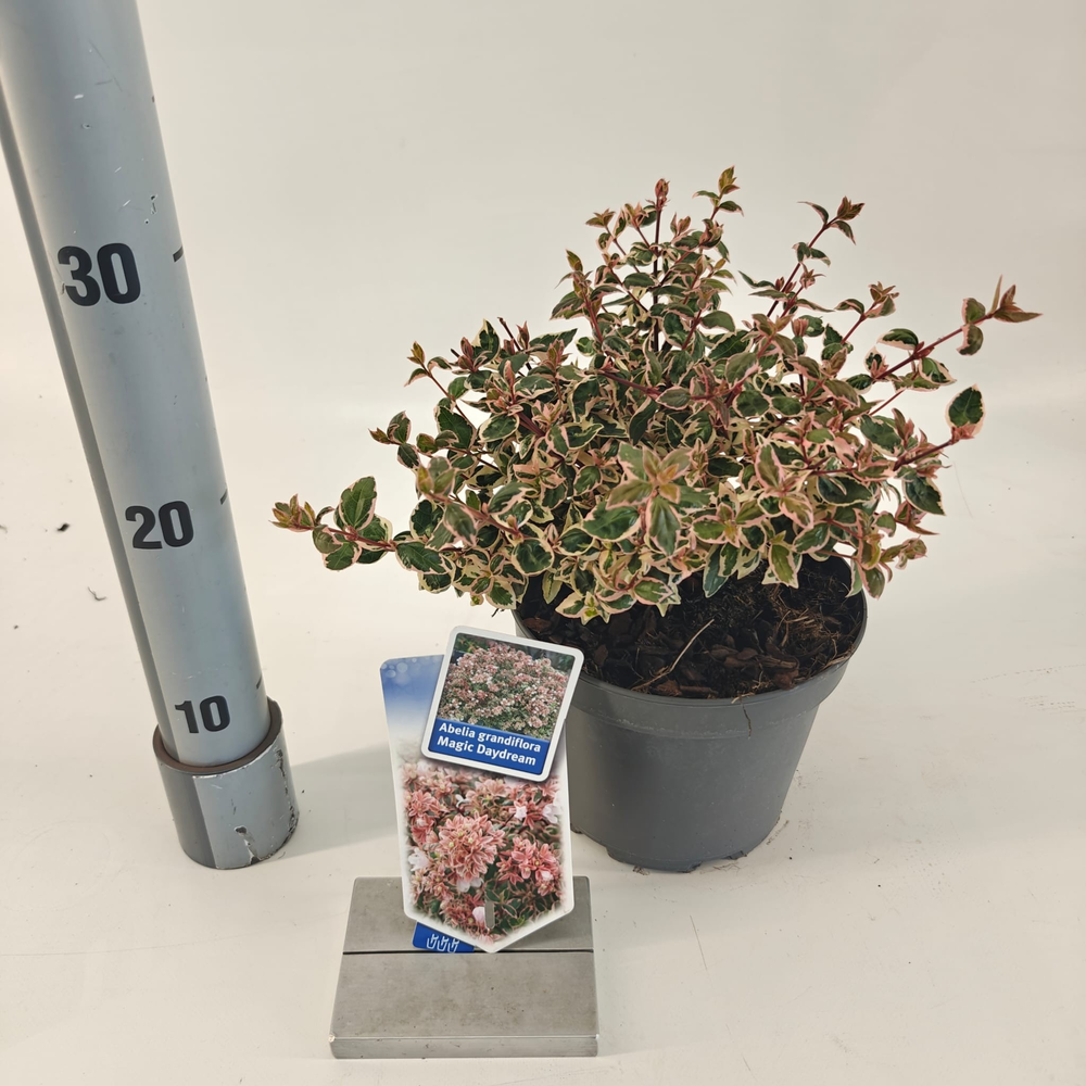 Abelia grandiflora Magic Daydream ('Opstal 103'PBR.