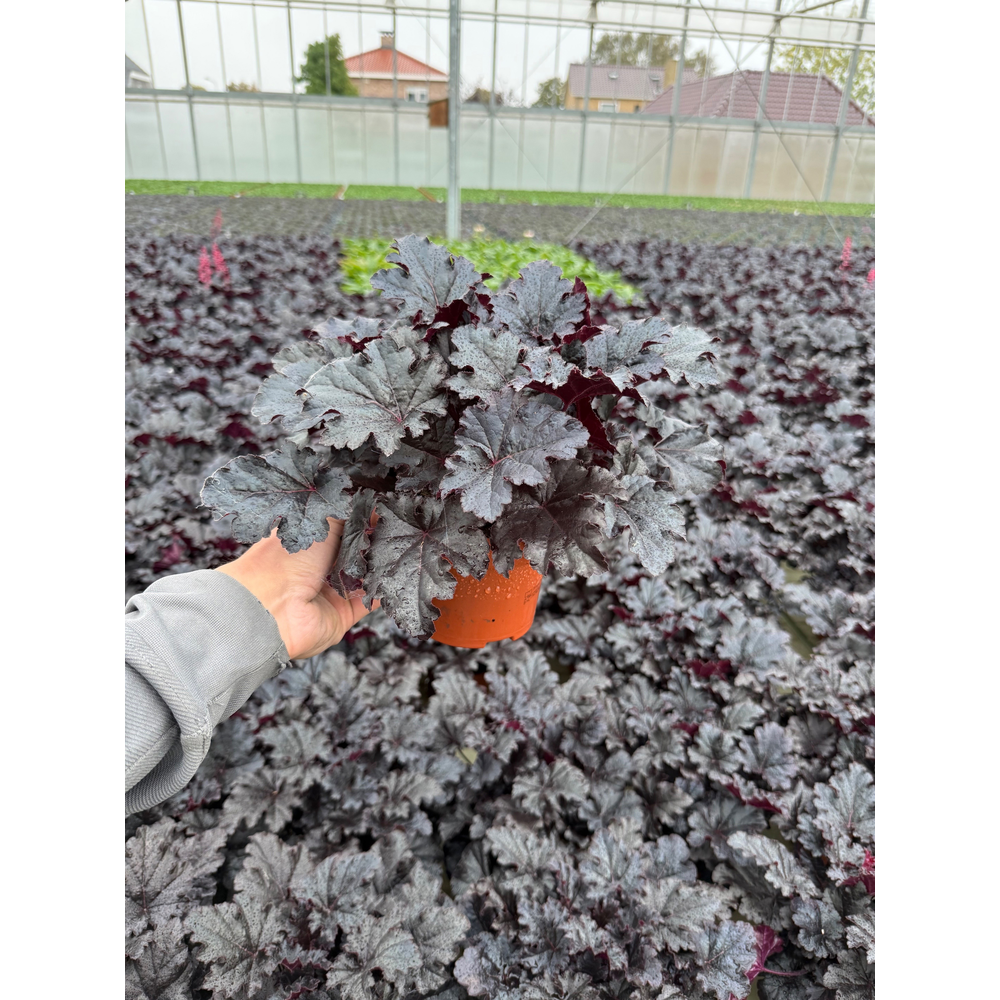 Heuchera Palace Purple.