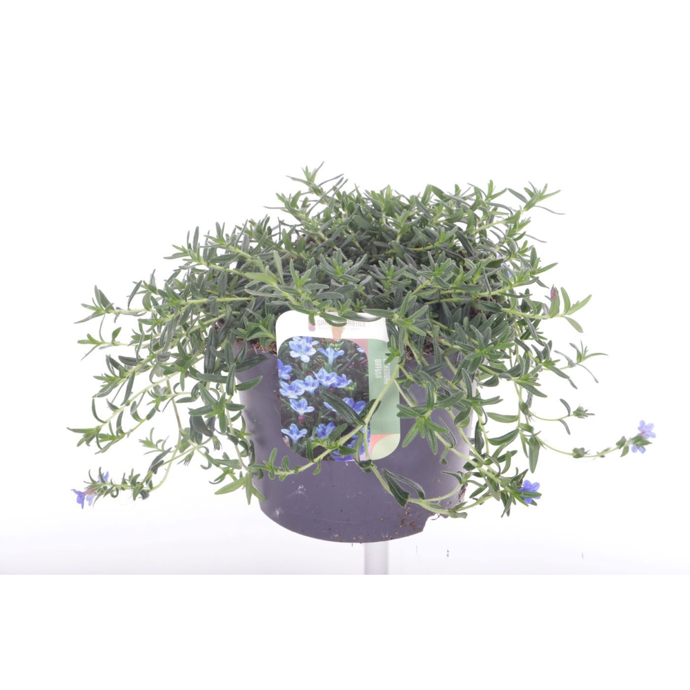 Lithodora diffusa Grace Ward.