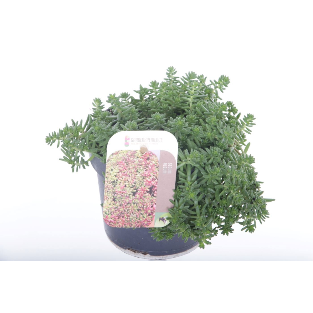 Sedum album Coral Carpet.
