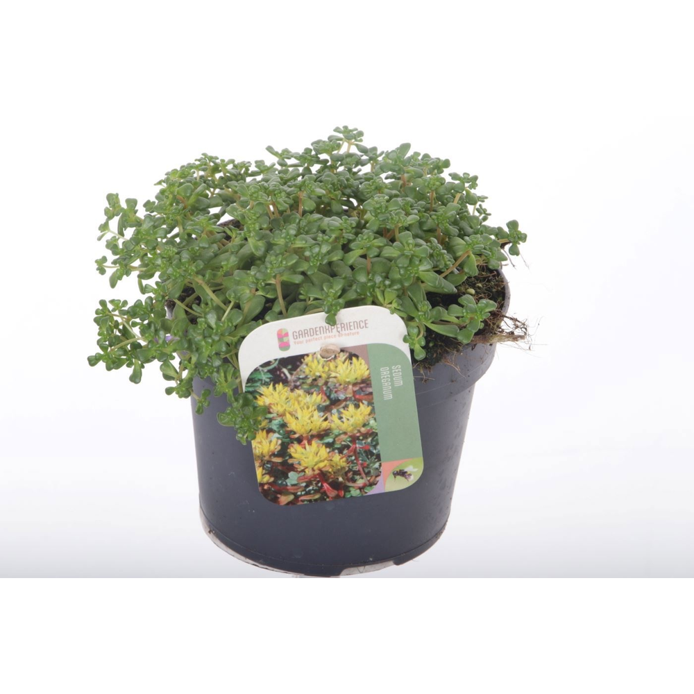 Sedum oreganum.