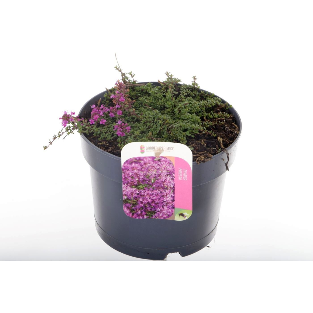 Thymus praecox Red Carpet.