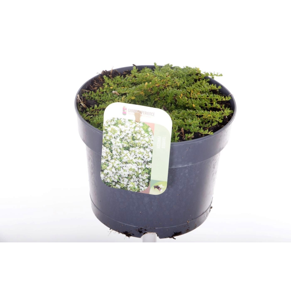 Thymus praecox Albiflorus.