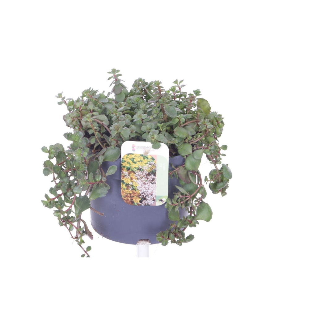 Sedum spurium Purple winter.