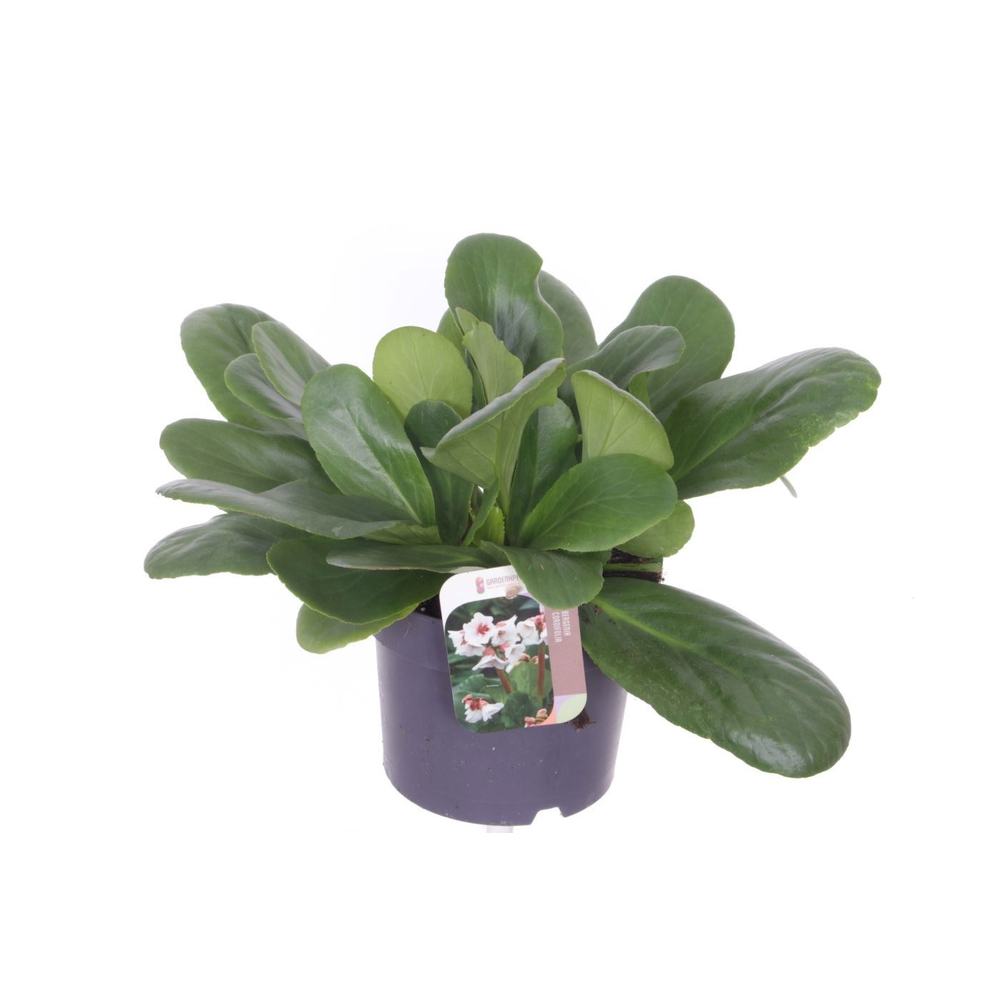 Bergenia Bressingham White.