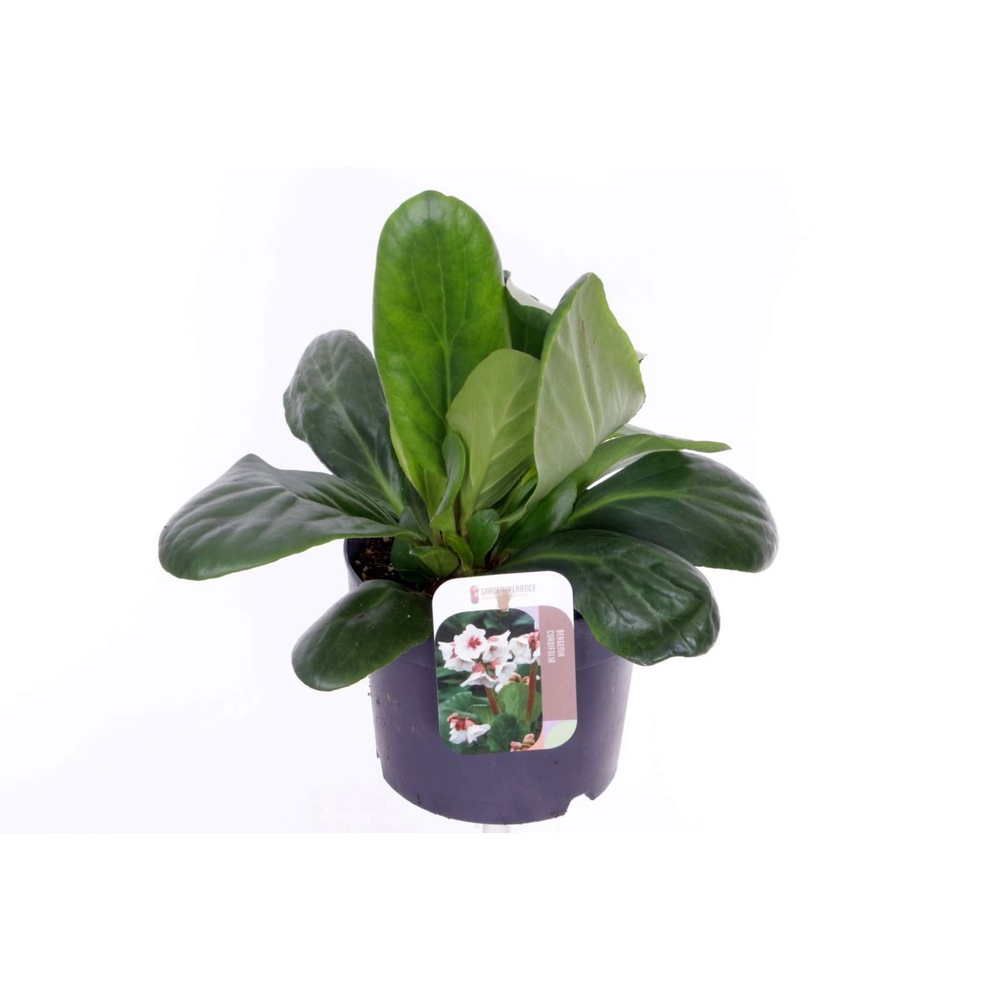 Bergenia Bressingham White.