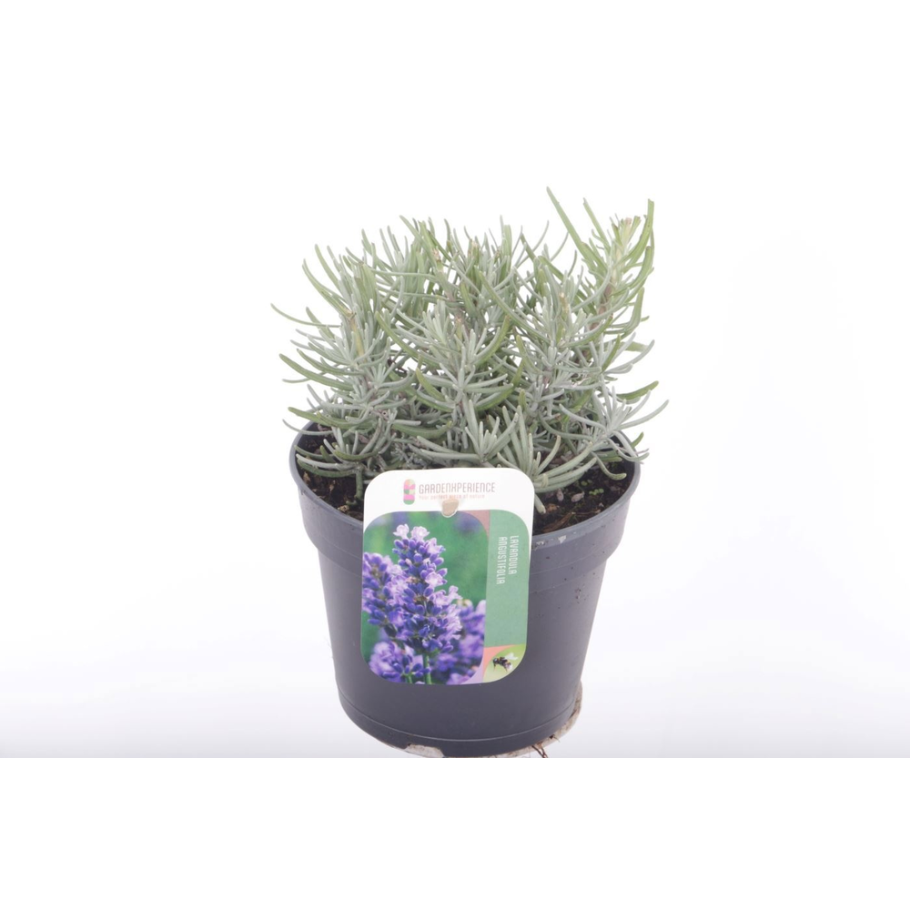 Lavandula ang. Hidcote.