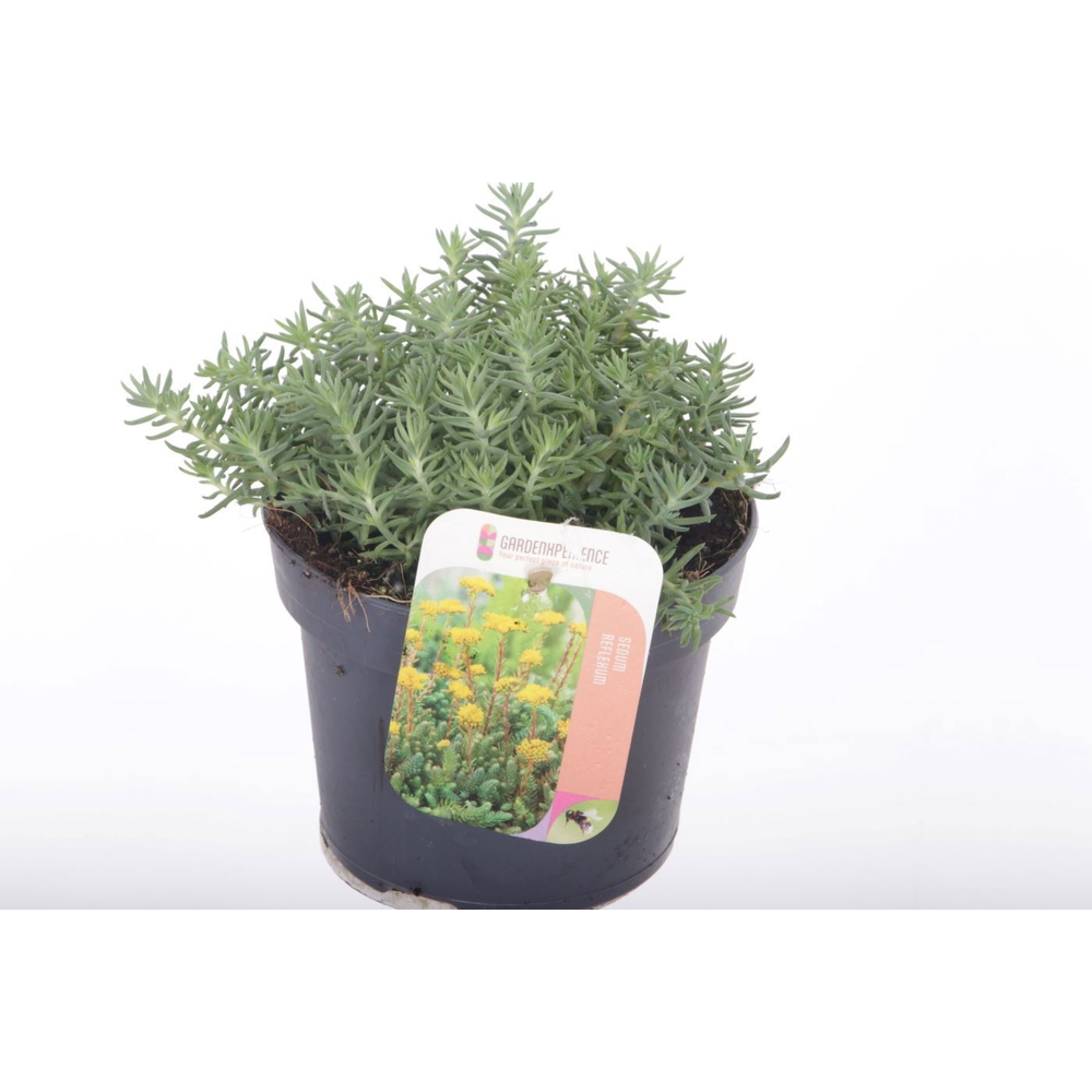 Sedum reflexum.