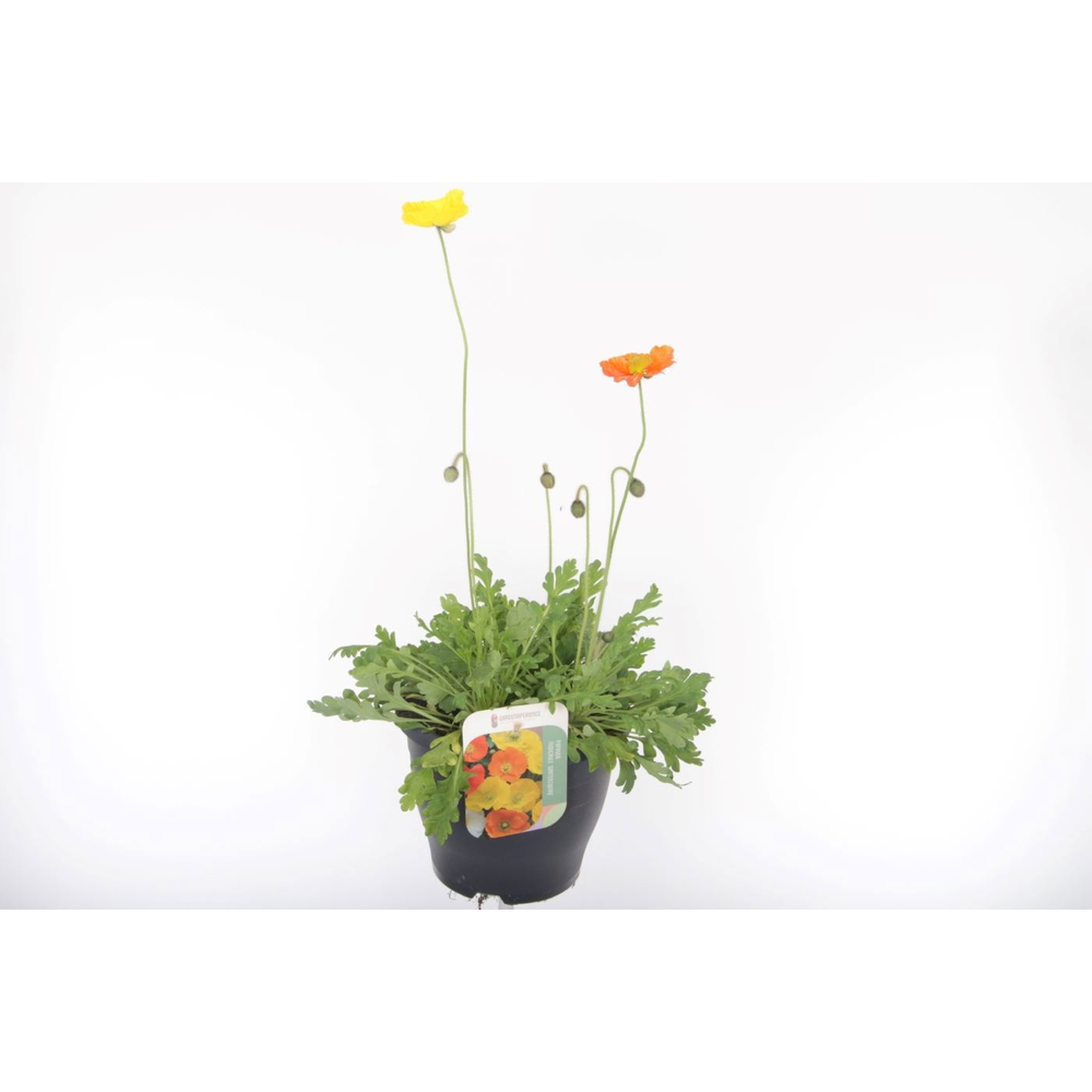 Papaver nudicaule Gartenzwerg.