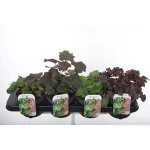 Heuchera mix.