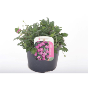 Elbrus terracotta Antik Choko Indoor.