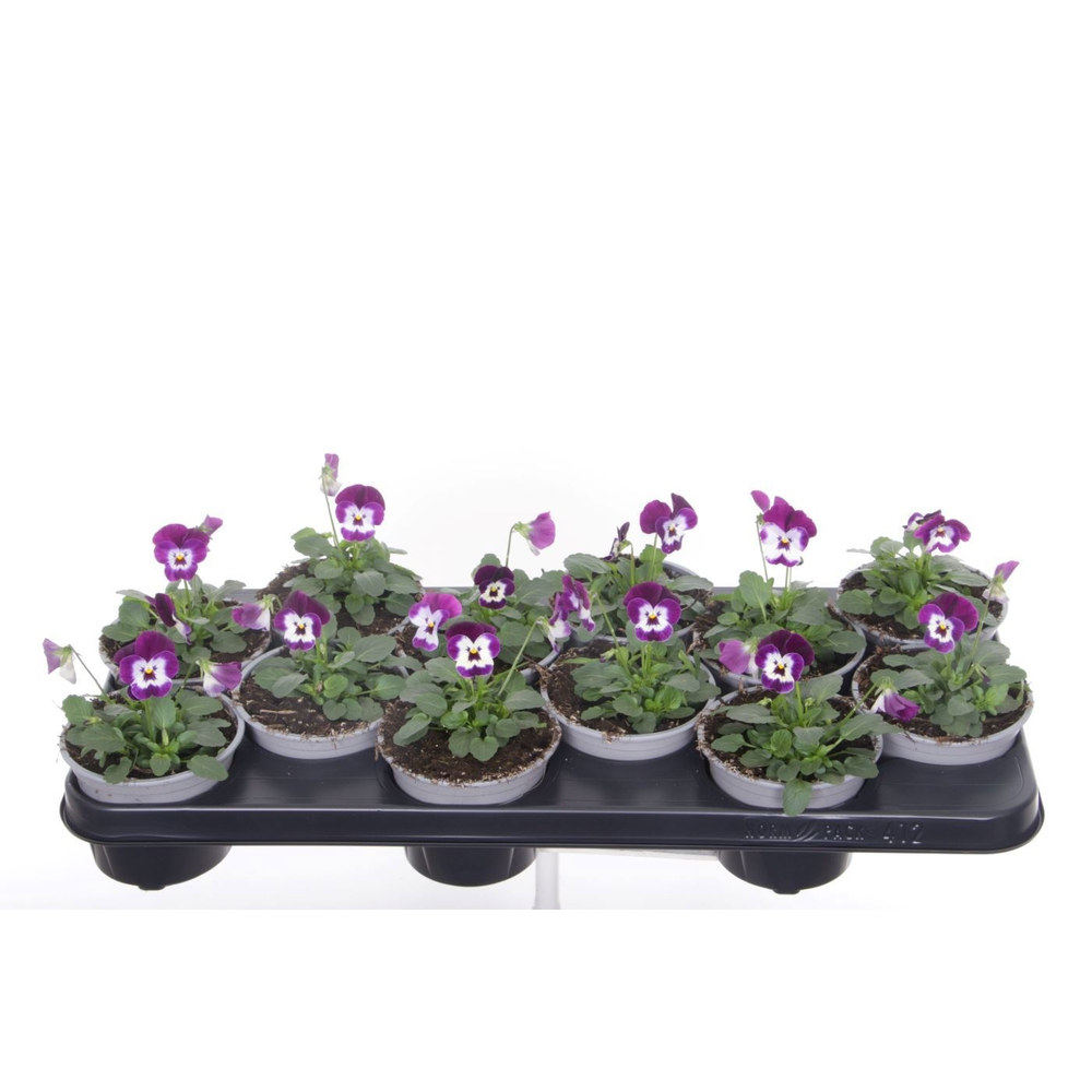 Viola cornuta Deltini Violet face.