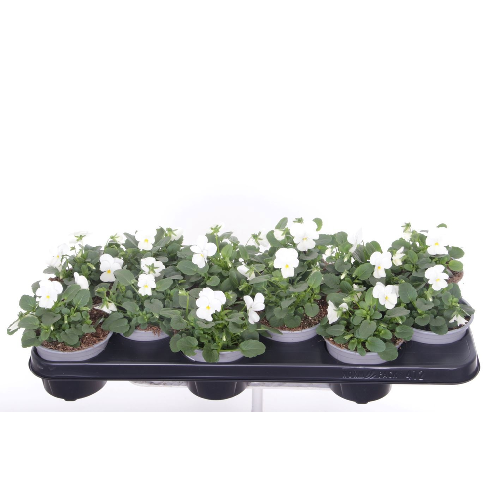 Viola cornuta Deltini True White.