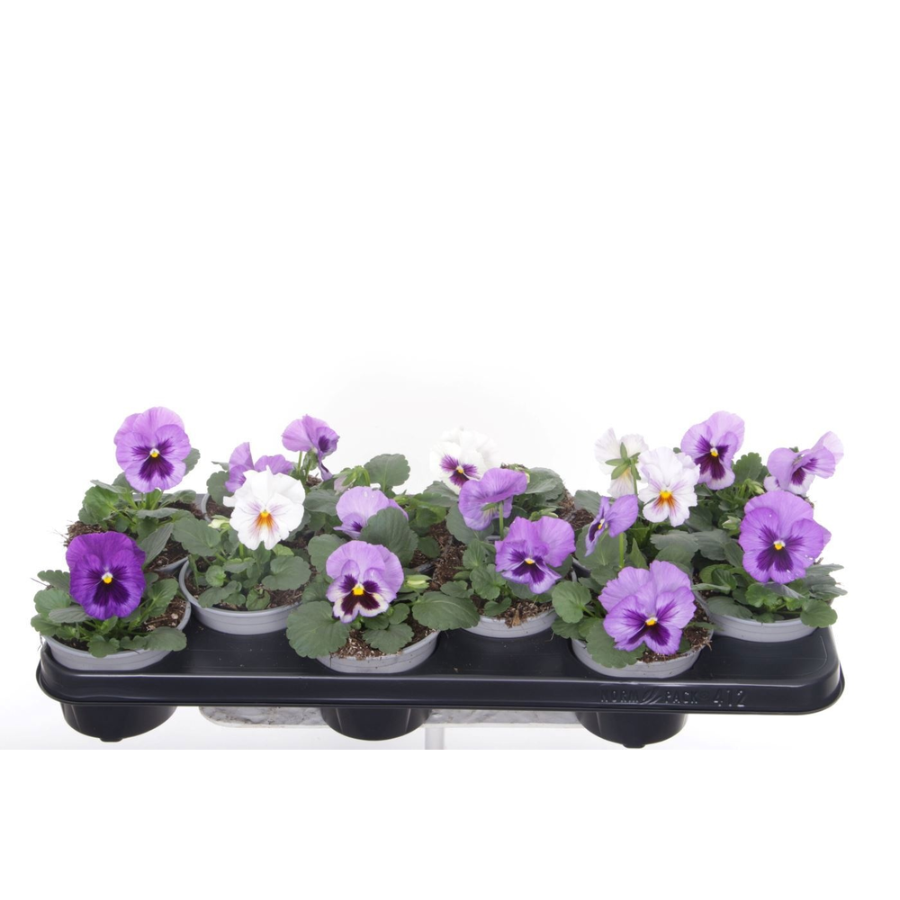 Viola witt. Delta Lavender Surprise.