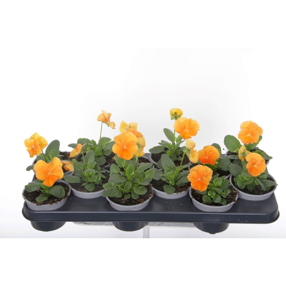 Viola witt. Delta Orange.