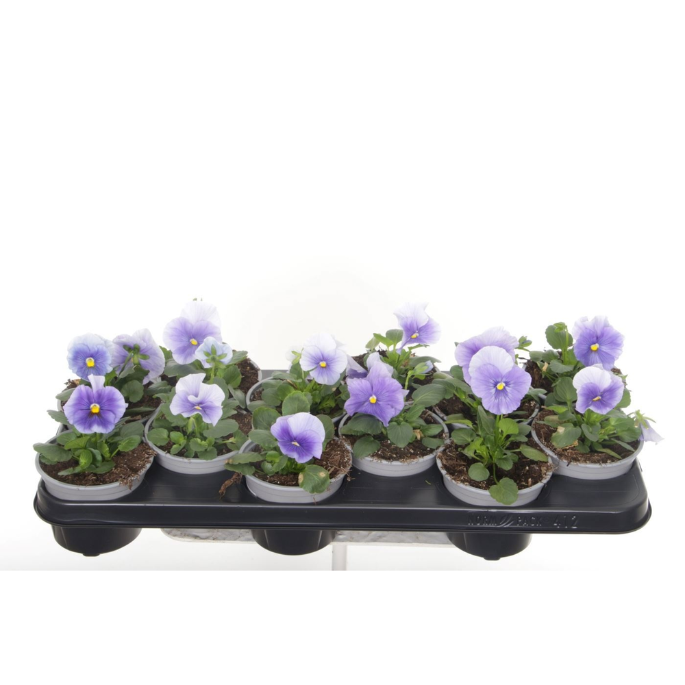 Viola witt. Delta Pure Light Blue.