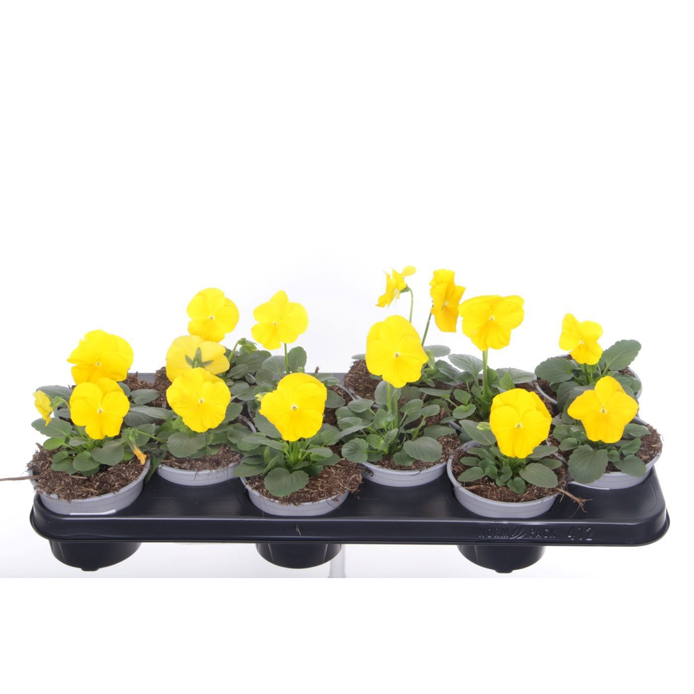 Viola witt. Delta Pure Yellow.