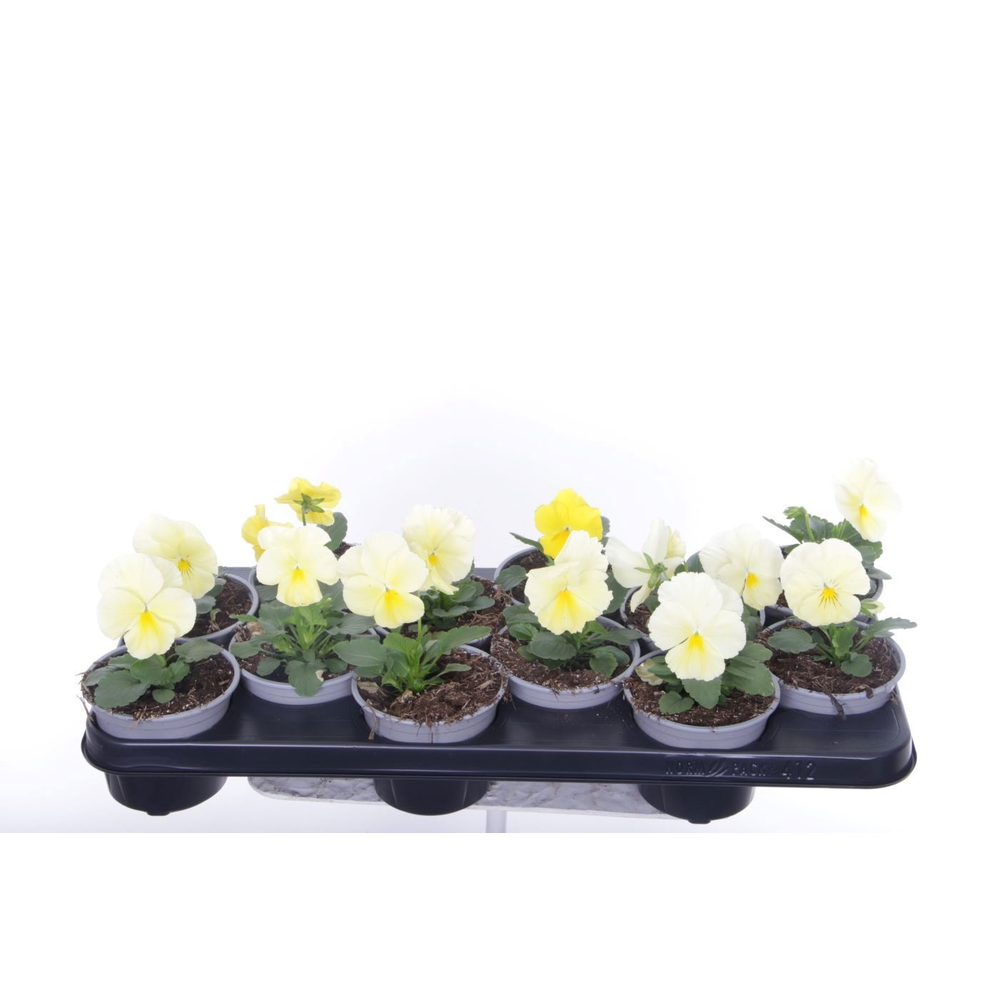 Viola witt. Delta Pure Primrose.