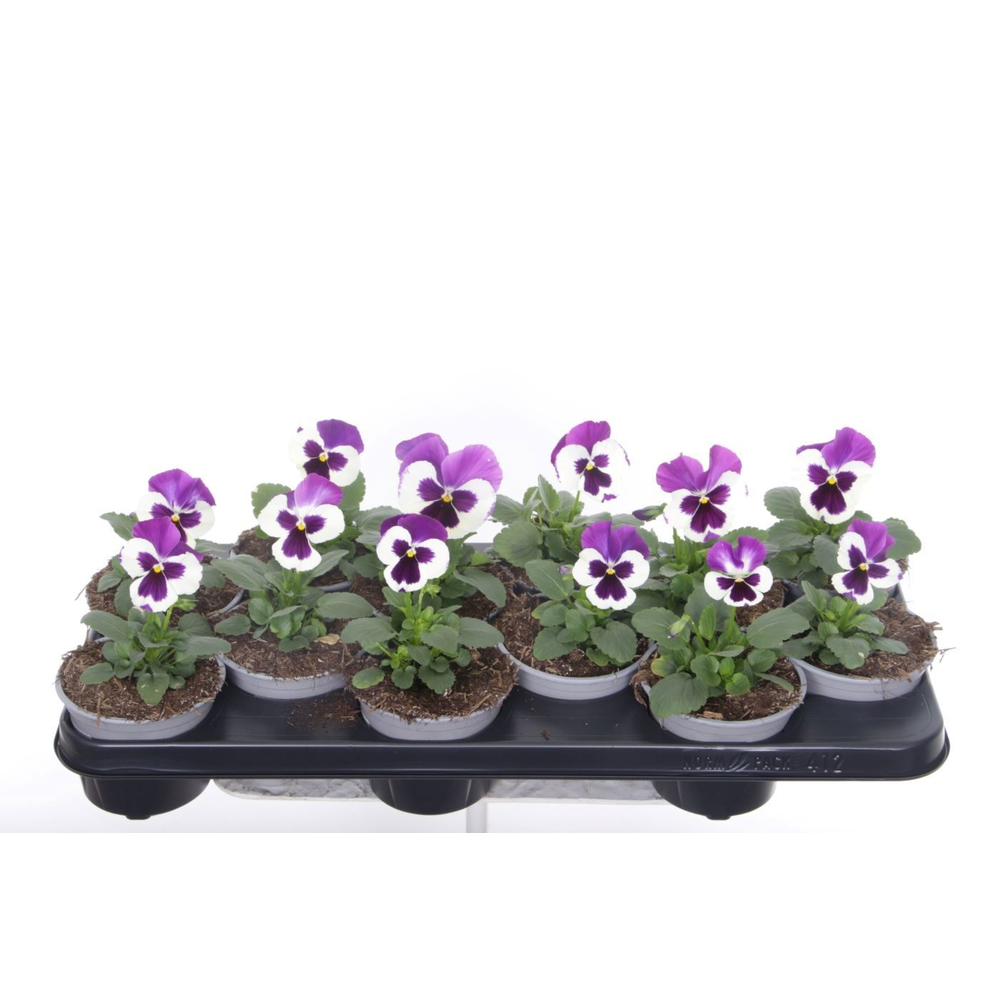 Viola witt. Delta Violet & White.