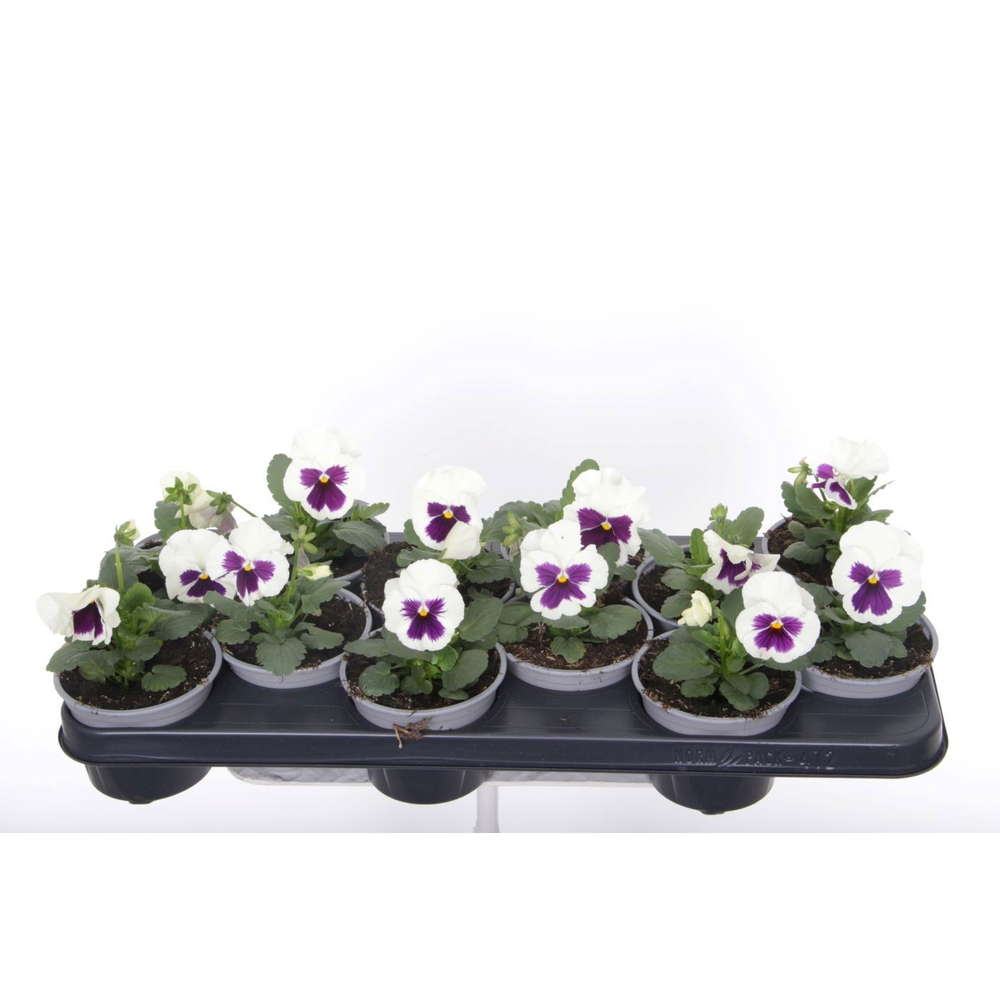 Viola witt. Delta White with Blotch.