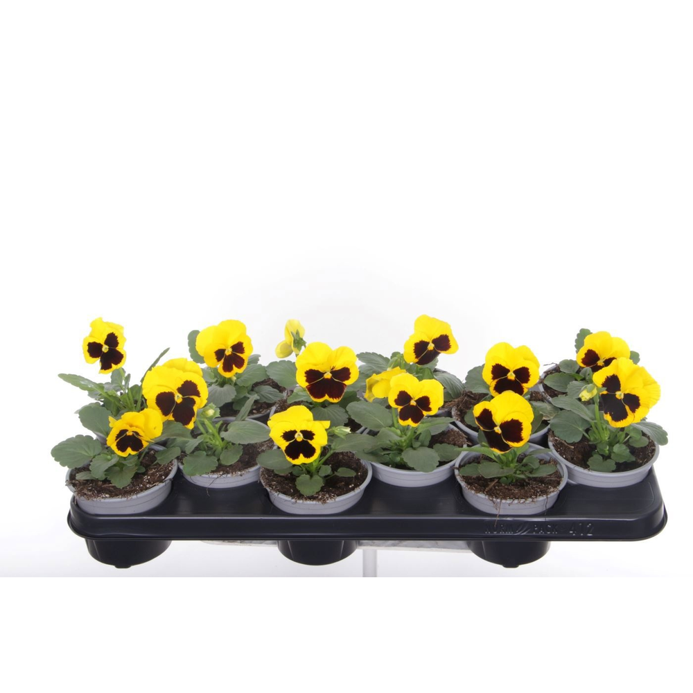 Viola witt.Delta Yellow with Blotch.