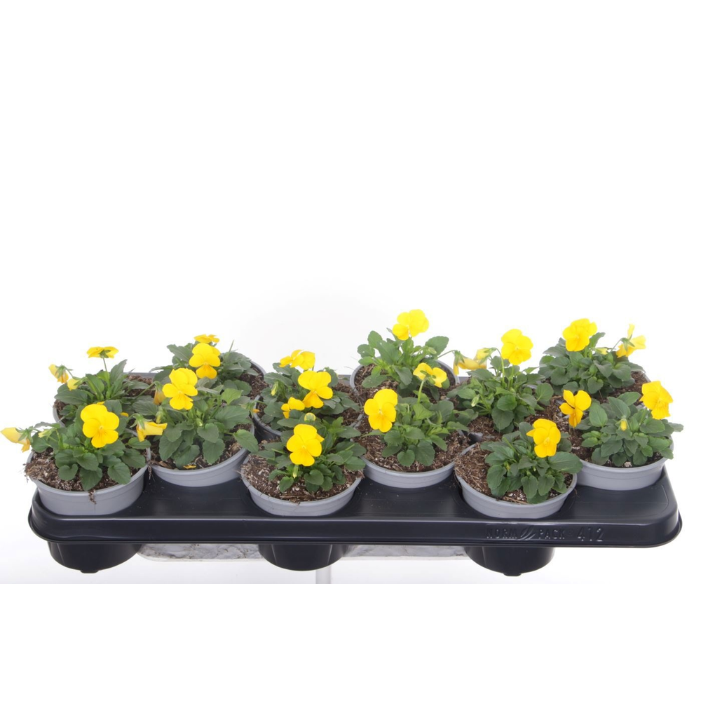 Viola cornuta Deltini Yellow.