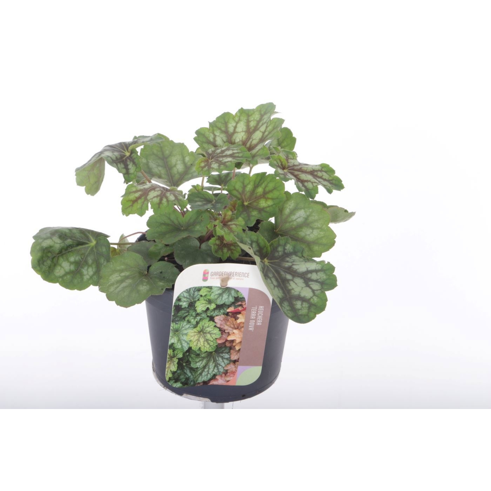 Heuchera amer. Marvelous Marble.