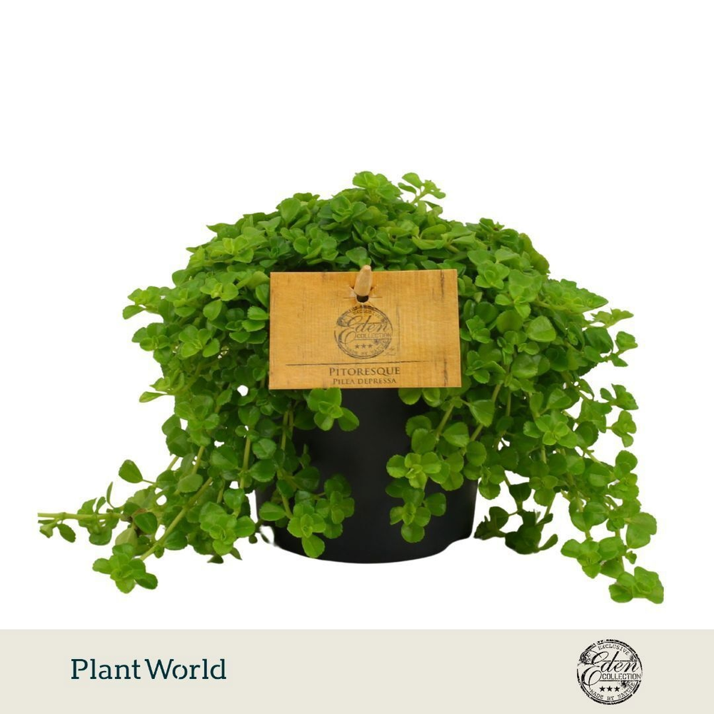 Pilea Depressa 10,5cm.