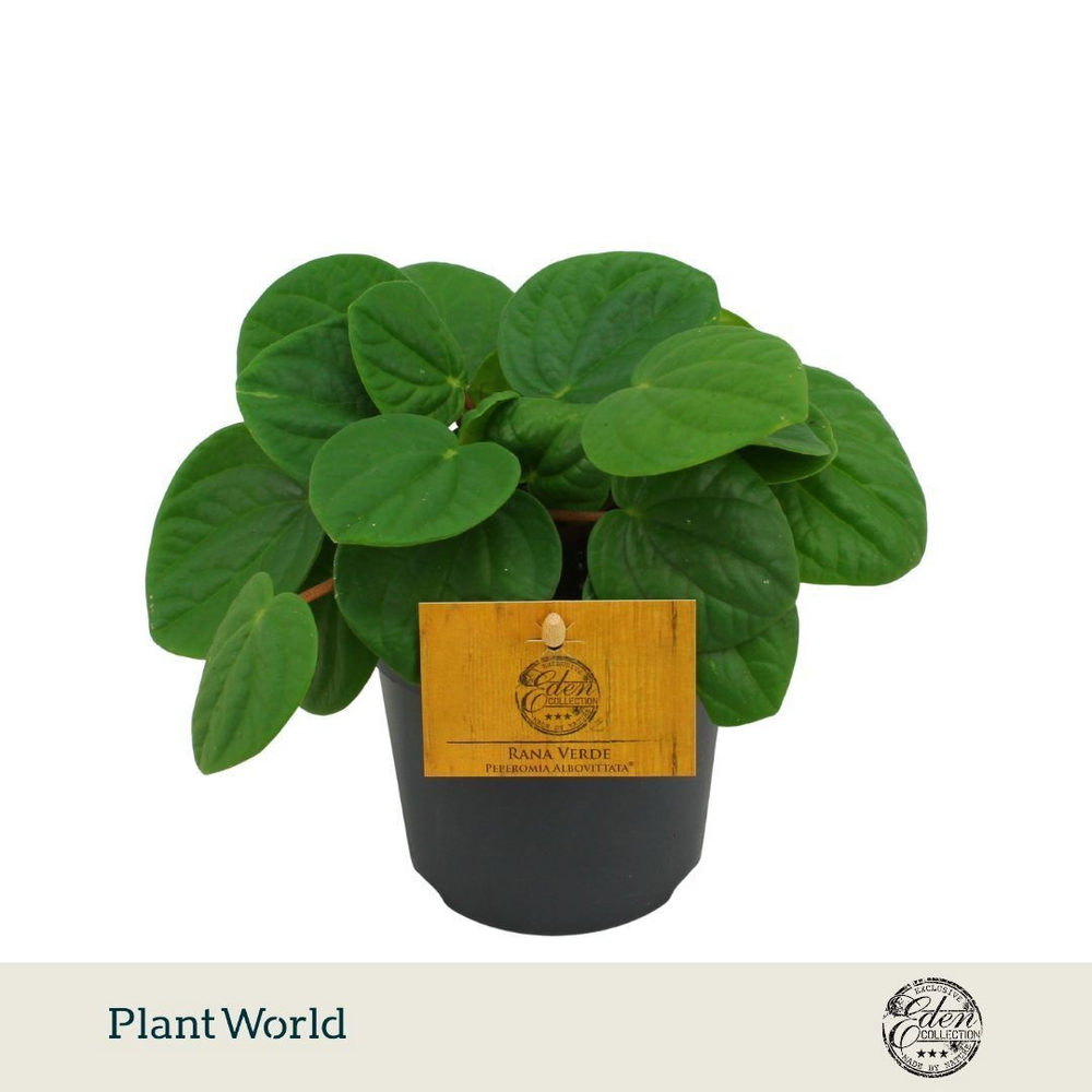 Peperomia Rana Verde 10,5cm.
