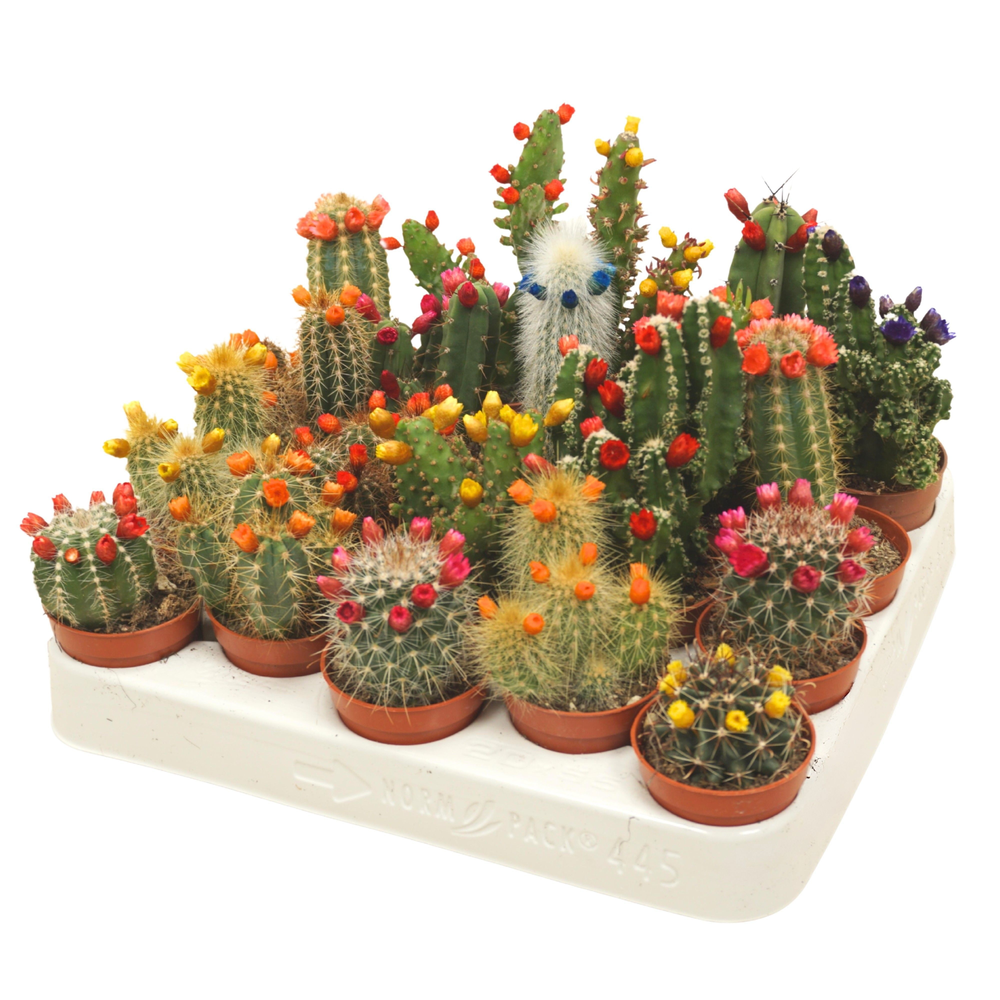Cactus mix strobloem 5,5 cm.