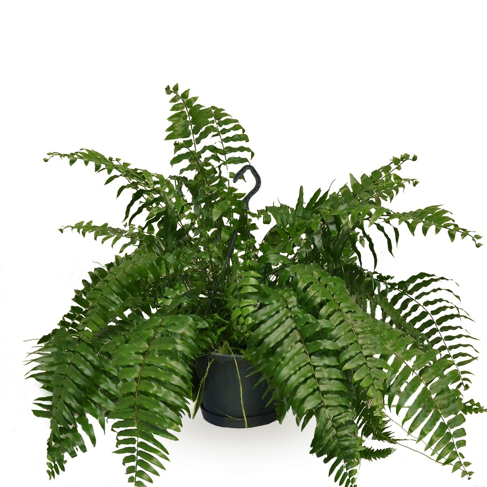 Nephrolepis Macho - Air So Pure.