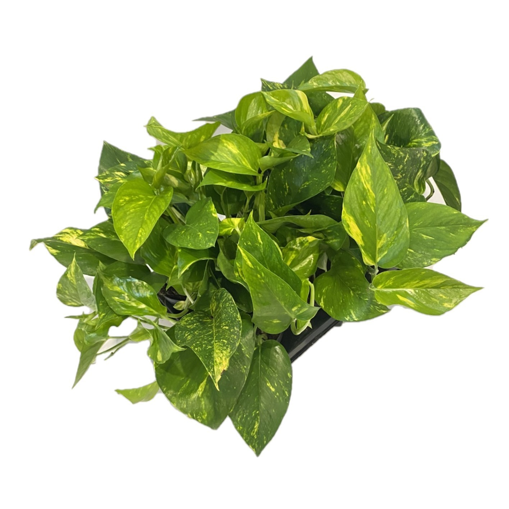 Scindapsus (Epipremnum) Aureum.