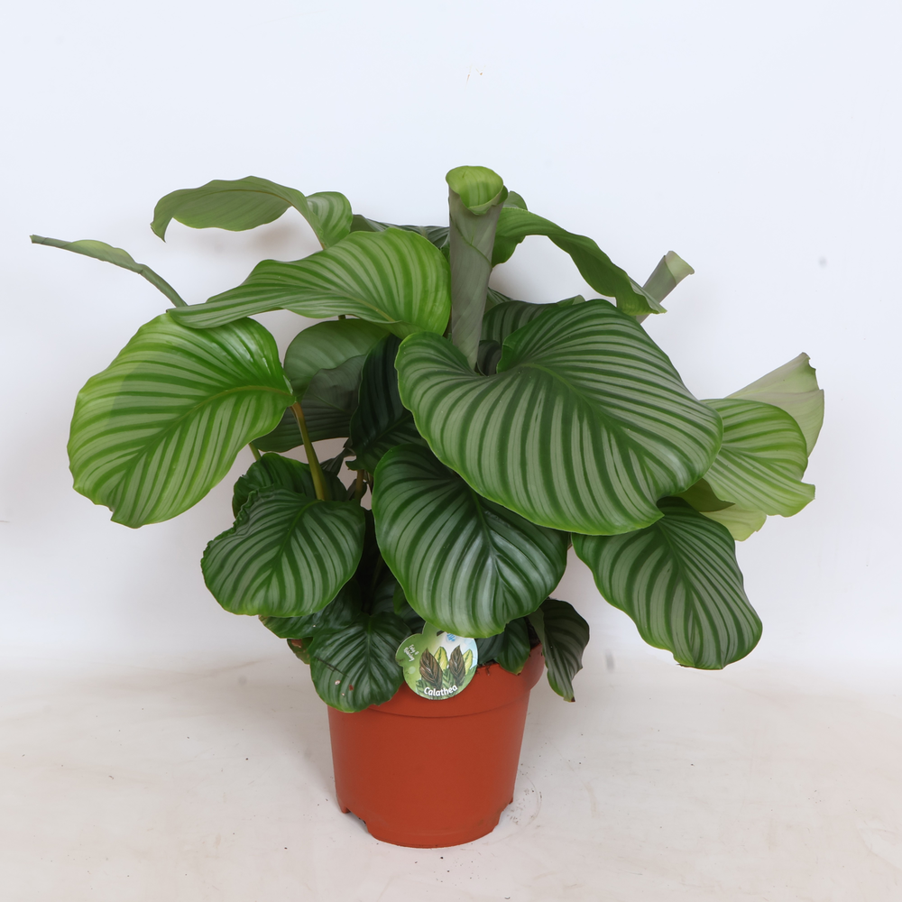 Calathea Orbifolia - Green4life.