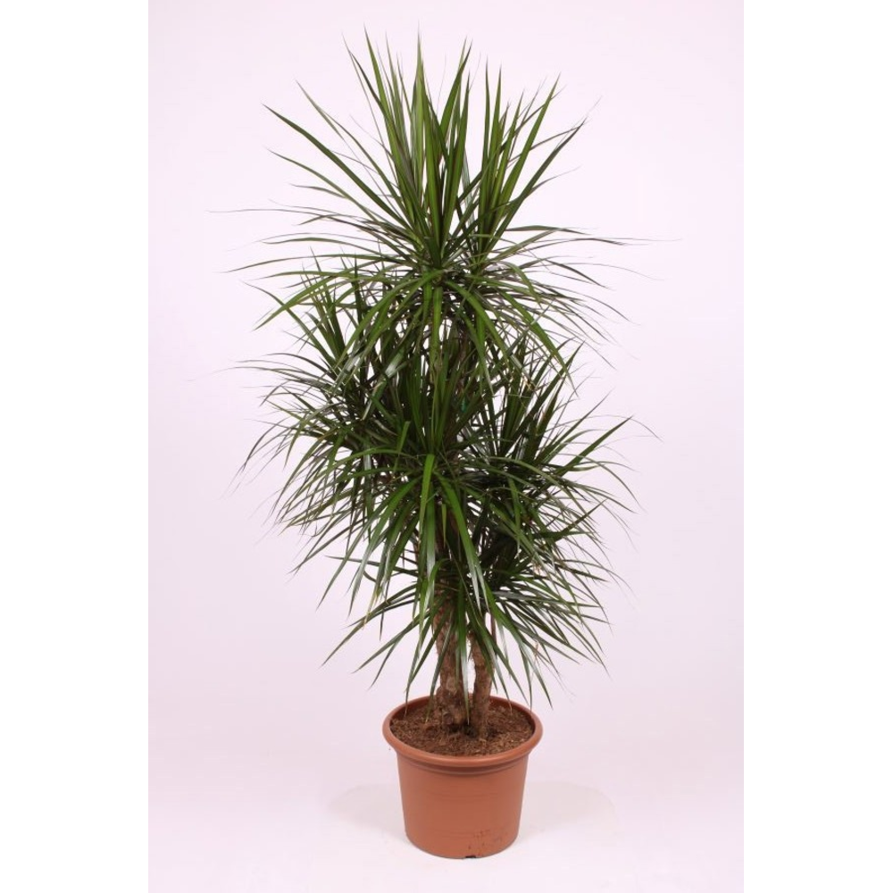 Dracaena marginata.