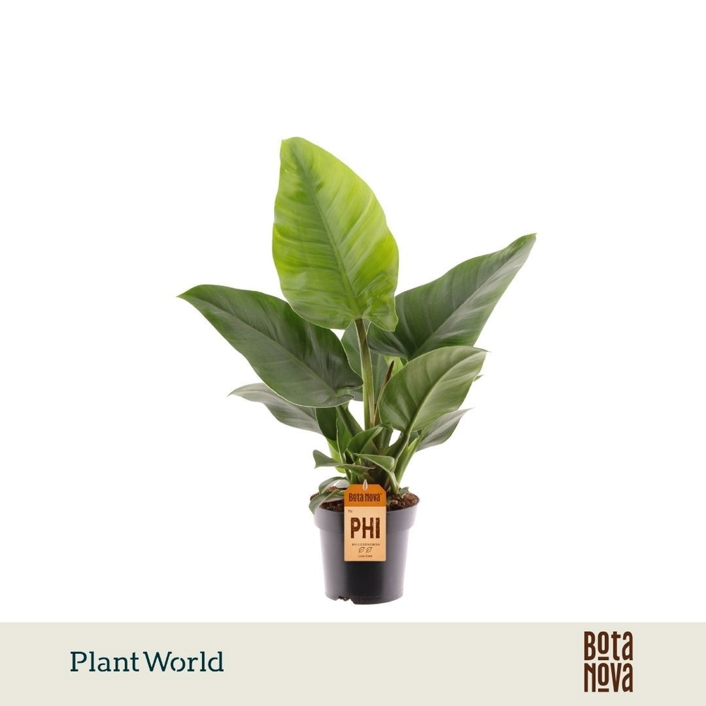 Philodendron Imperial Green Feel Green (Decorum).
