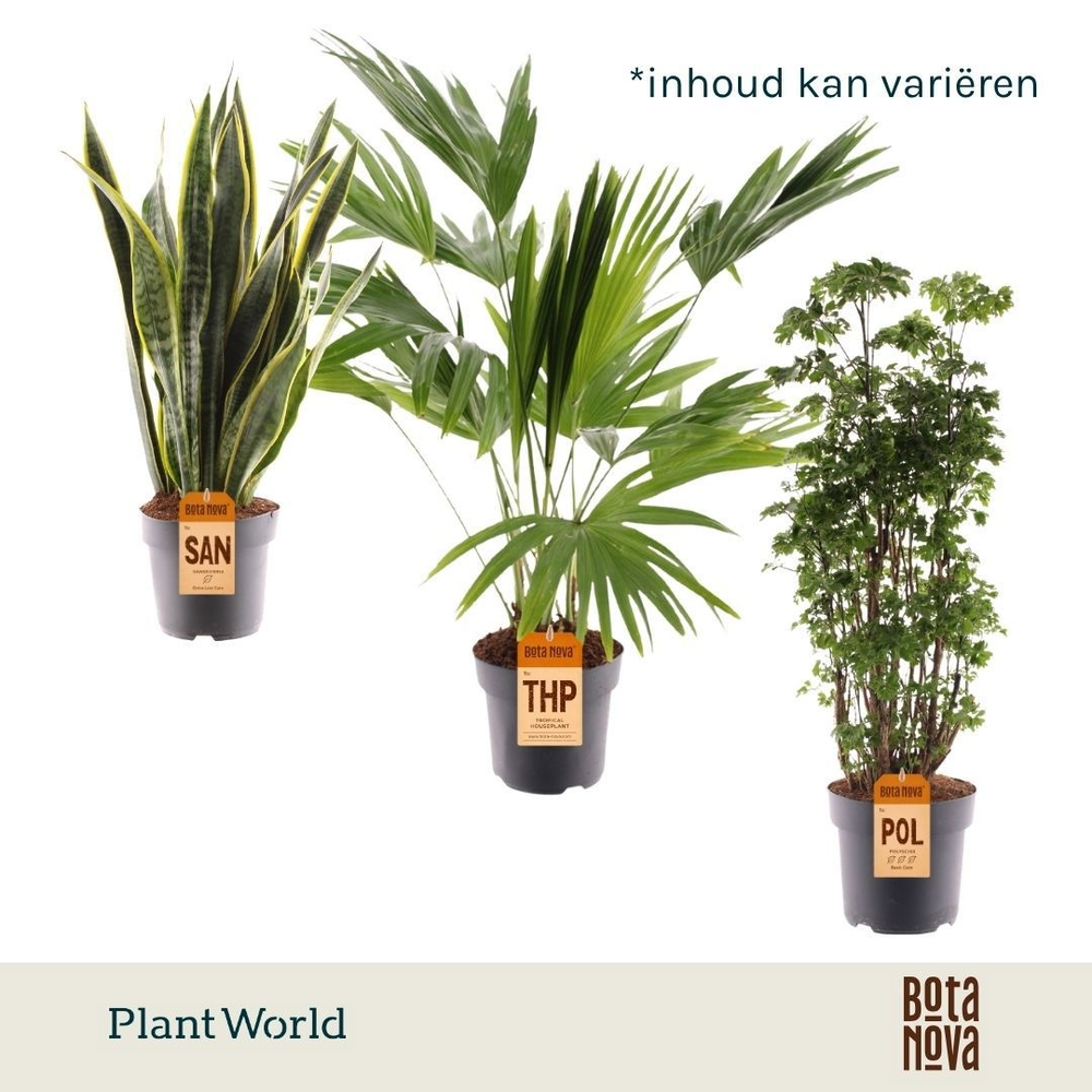 Groenmix Hawaii (diverse soorten).