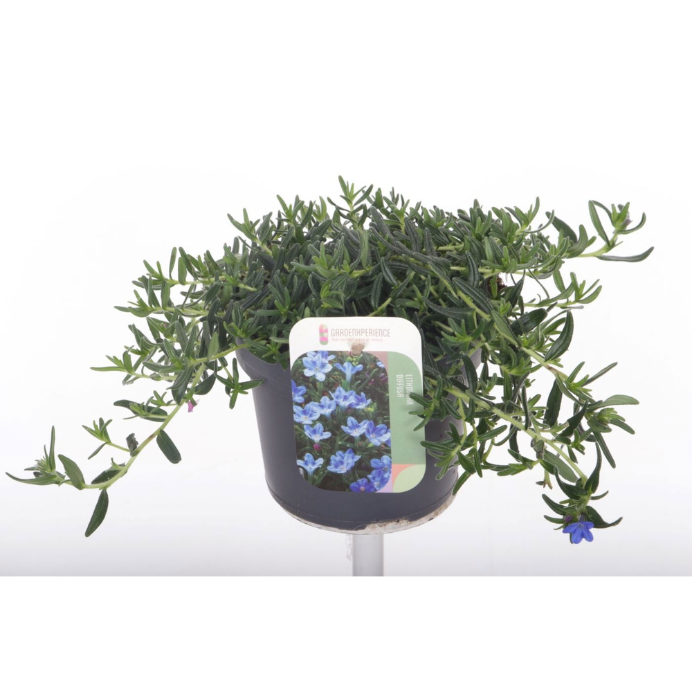Lithodora diffusa Grace Ward.