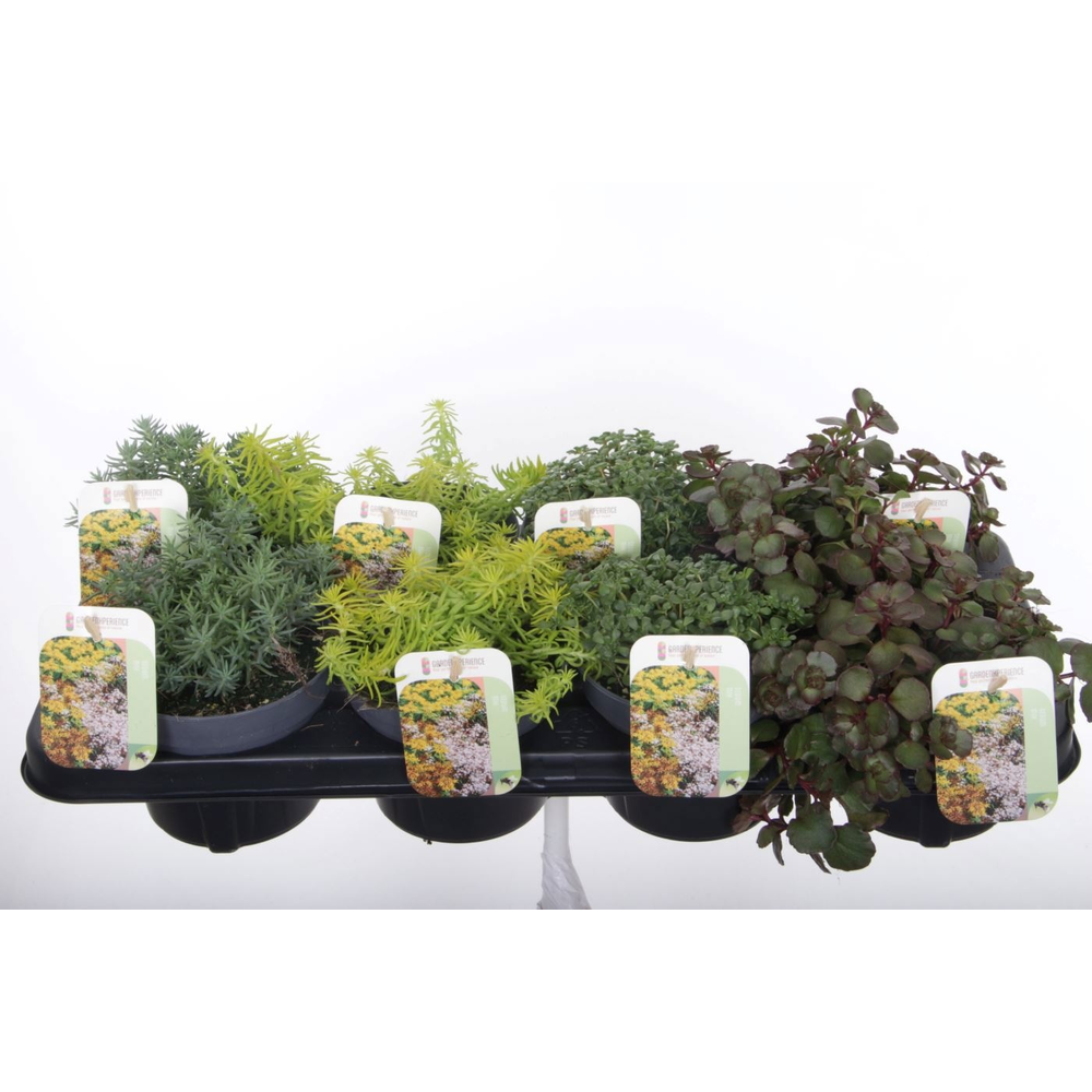Sedum mix in tray.