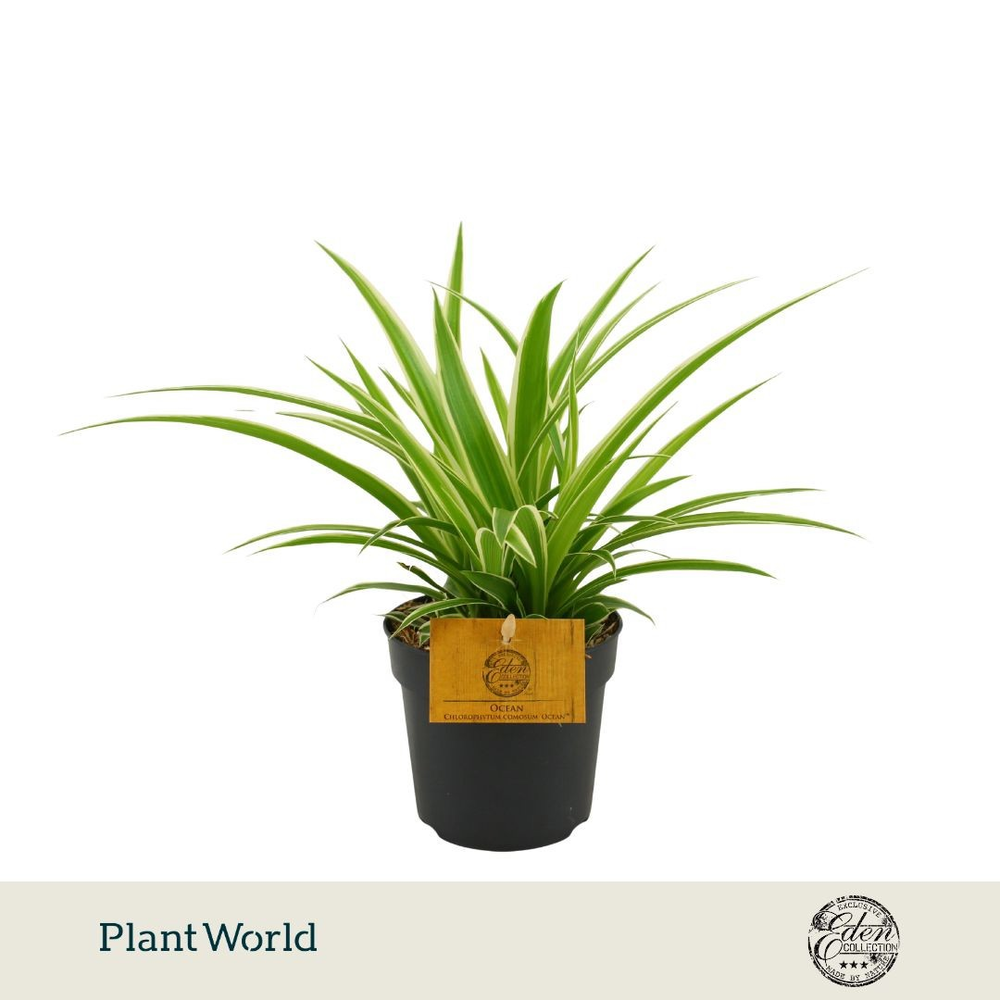 Chlorophytum Ocean 10,5cm.