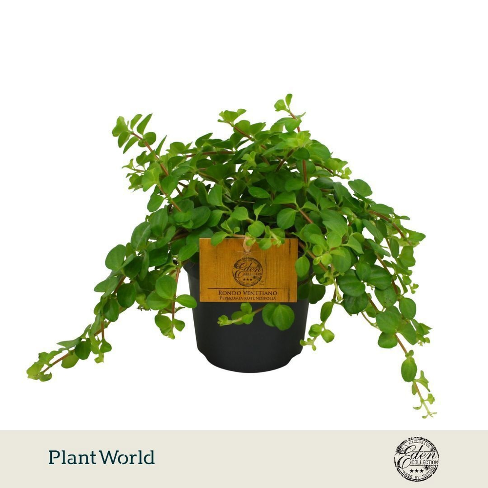 Peperomia Rotundifolia 10,5cm.