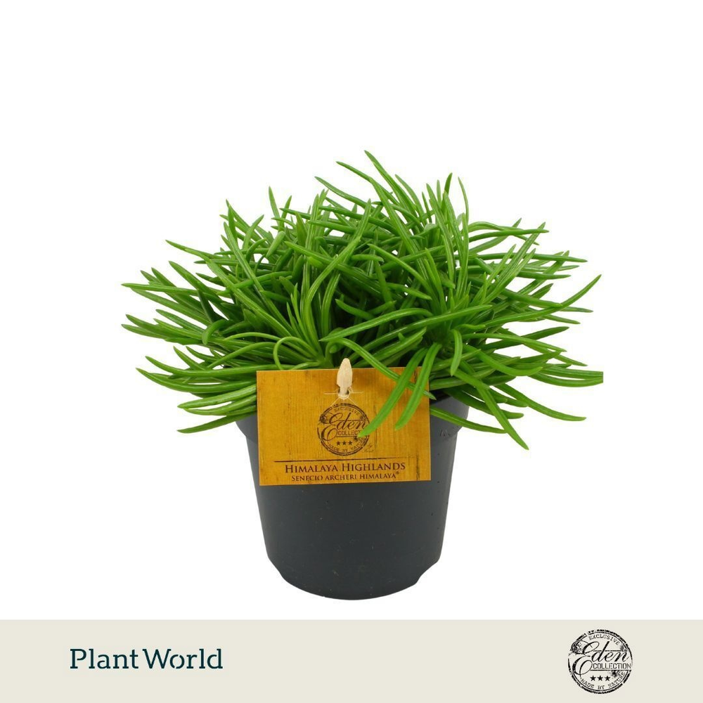 Senecio Himalaya 10,5cm.