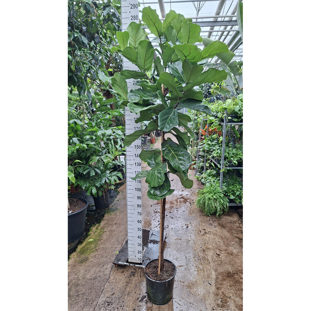 Ficus Lyrata rechte stam 270.