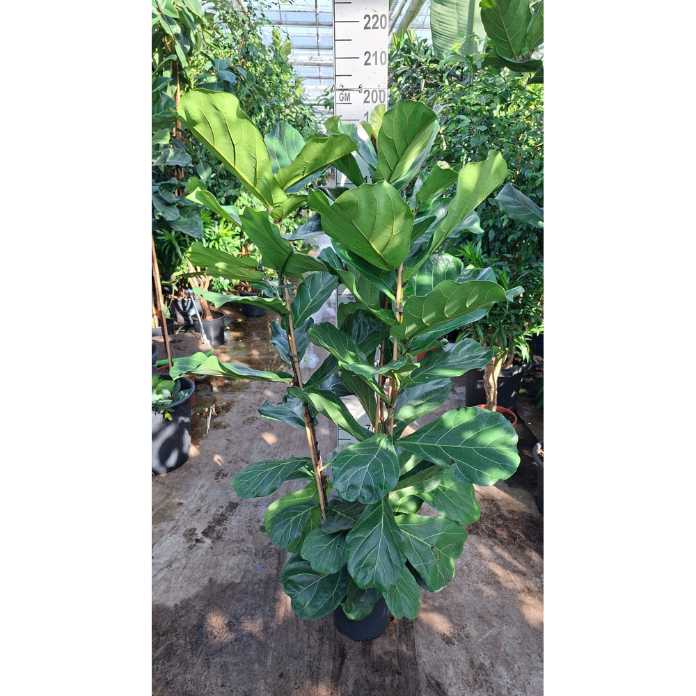 Ficus Lyrata 180.