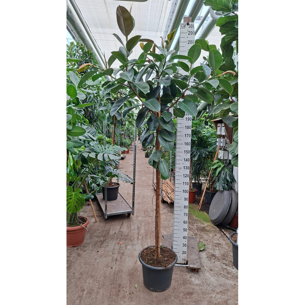 Ficus Elastica Robusta stam 270.