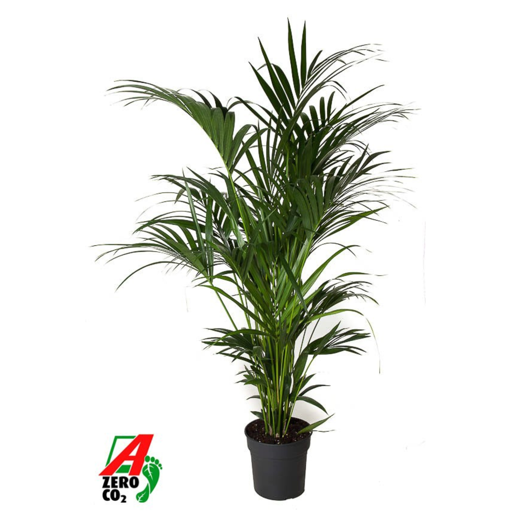 Howea Forsteriana(kentia) P31-180.